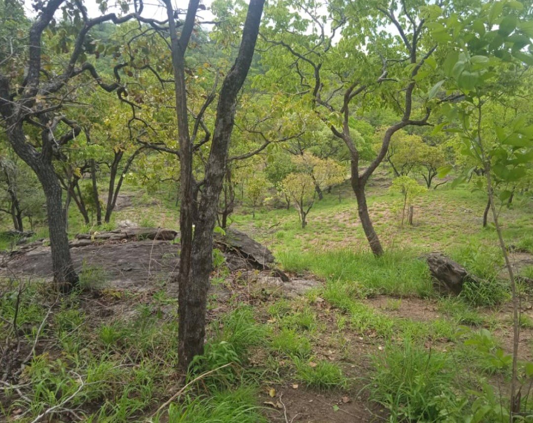 Woodland regeneration