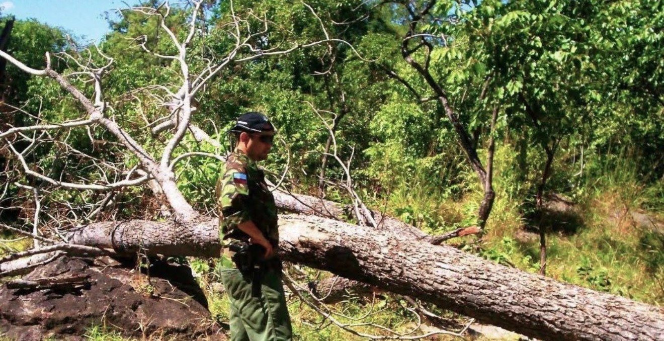 Fighting deforestation